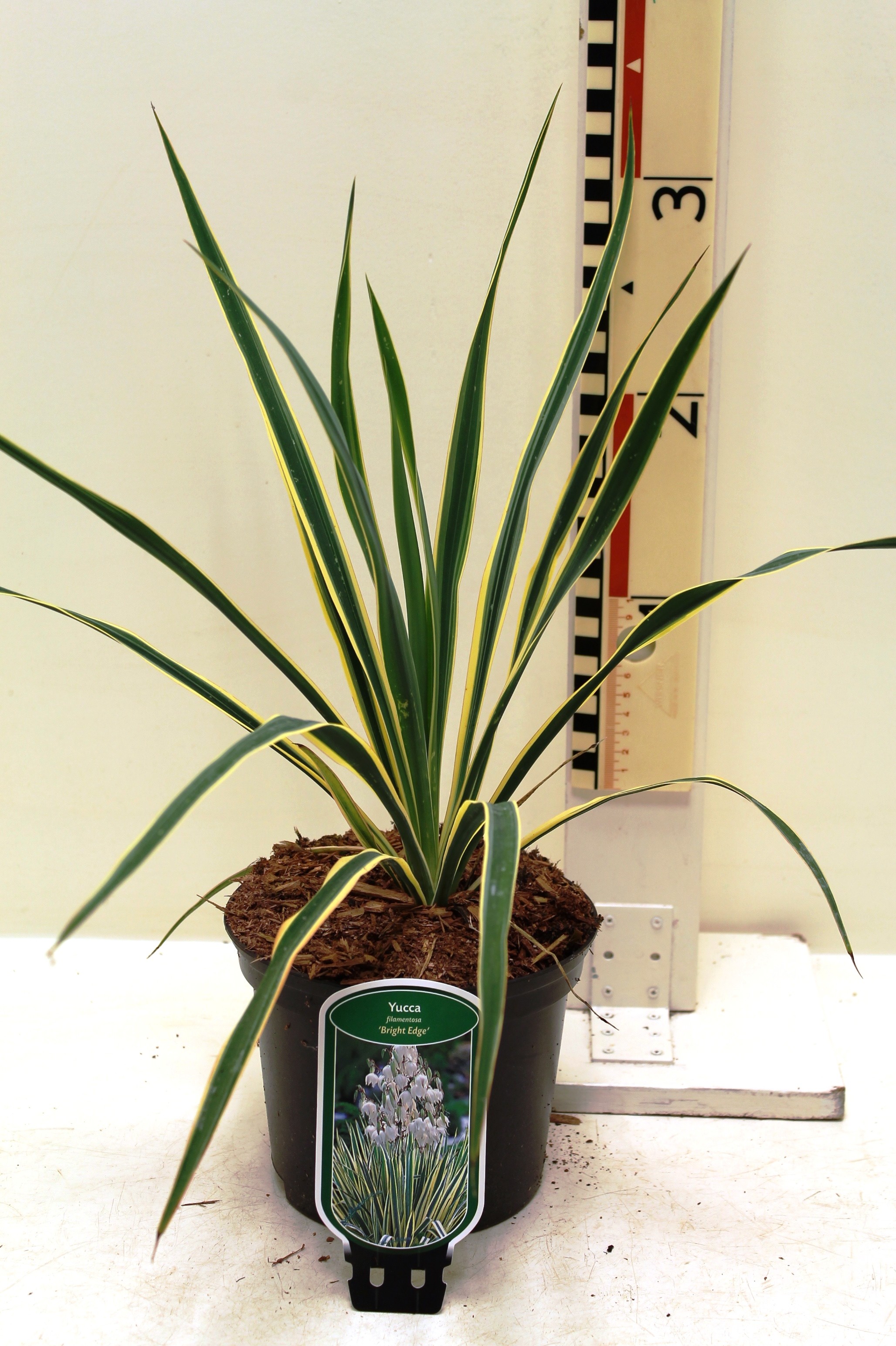 Yucca filamentosa bright edge boomkwekerij coonen Yucca gele bladeren