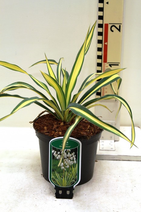 Yucca archives boomkwekerij coonen Yucca gele bladeren